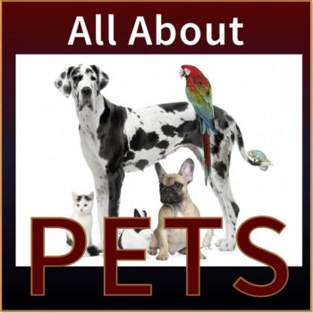 Pet